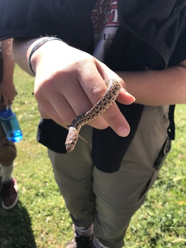 iNaturalist observation photo of Pacific Gopher Snake