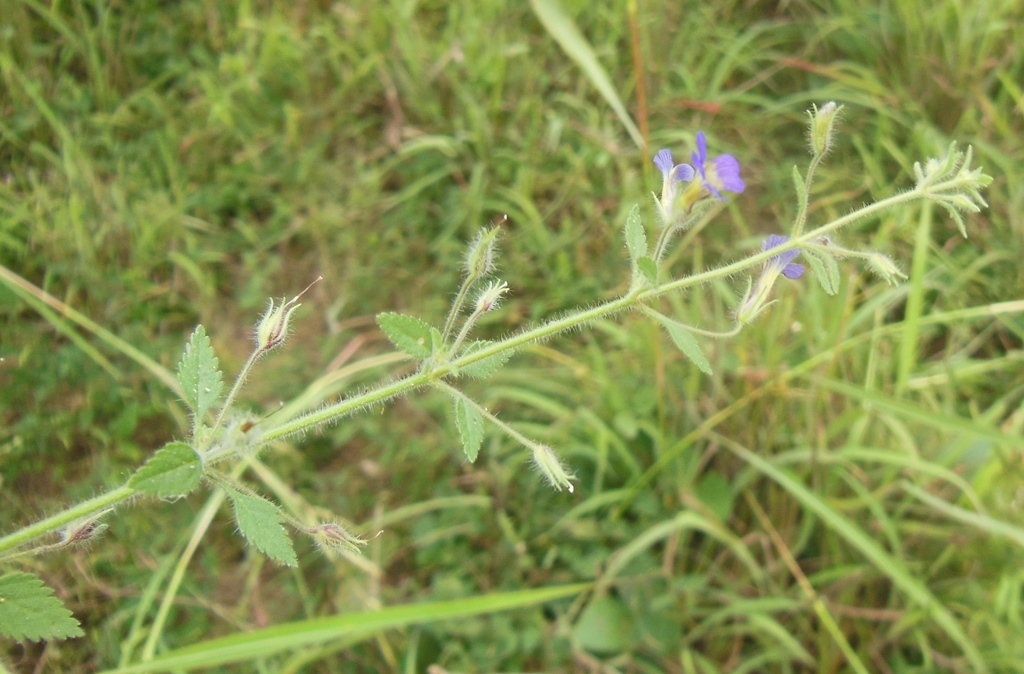 Stemodia palmeri