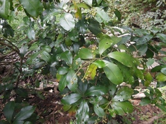 Ardisia paschalis