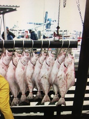 Hippoglossus stenolepis