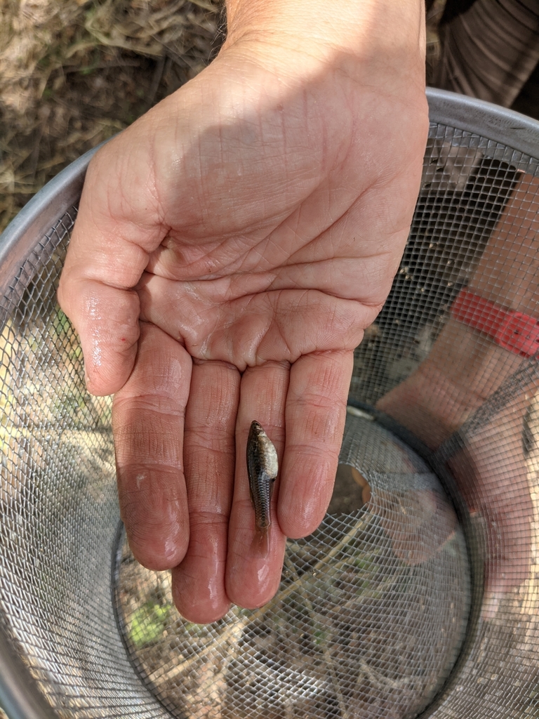 Yaqui Topminnow