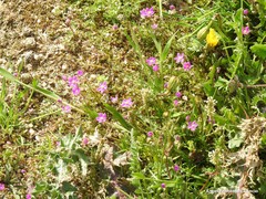 Leontodon longirostris