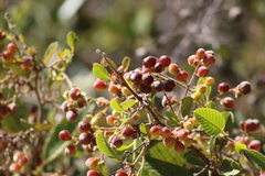 Davilla elliptica