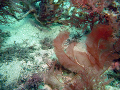 Claudea elegans