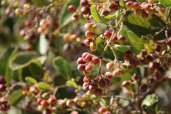 Davilla elliptica