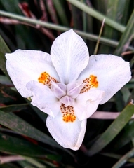 Dietes iridioides