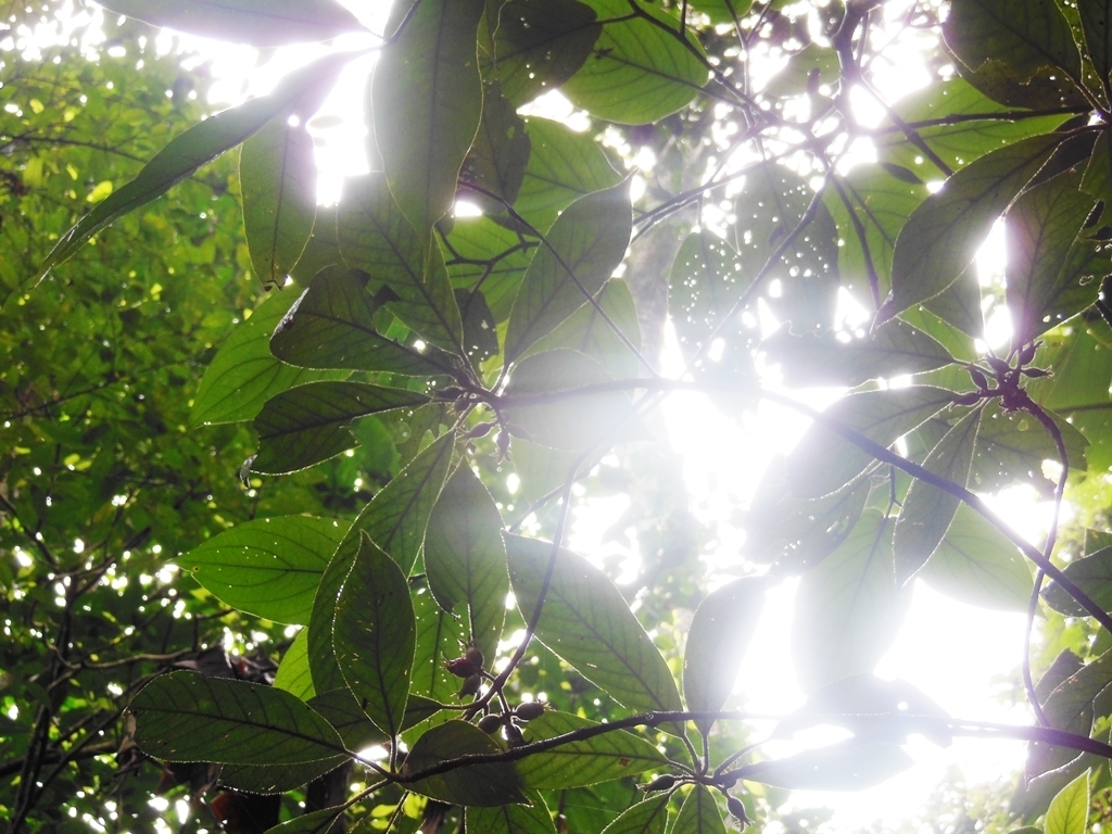 Sommera arborescens