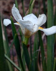 Dietes iridioides