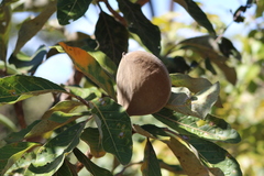 Aspidosperma tomentosum