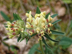 Anthyllis vulneraria