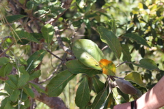 Aspidosperma tomentosum