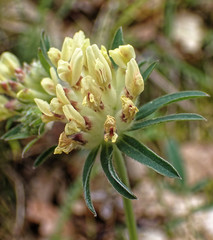 Anthyllis vulneraria