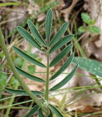 Anthyllis vulneraria