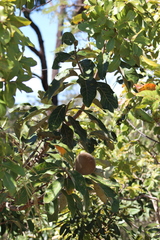 Aspidosperma tomentosum