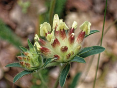 Anthyllis vulneraria