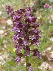 Orchis purpurea