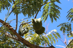 Jacaranda brasiliana