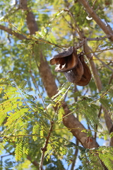 Jacaranda brasiliana