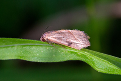 Galgula