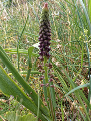 Muscari comosum