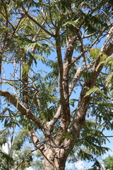 Jacaranda brasiliana