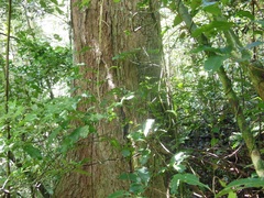 Ulmus mexicana