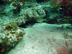 Vincentia conspersa