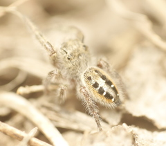 Phidippus insignarius
