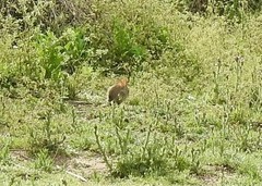 Oryctolagus cuniculus