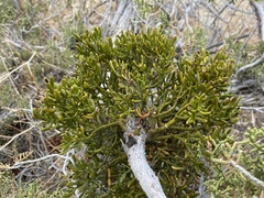 Phoradendron bolleanum densum