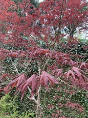 Acer palmatum