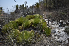 Agave stricta