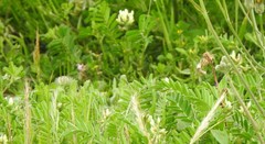 Astragalus hamosus