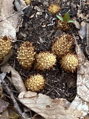 Conopholis americana