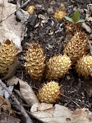 Conopholis americana