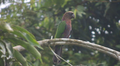 Deroptyus accipitrinus