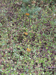 Lycaena 'canterbury common copper'