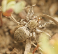 Habronattus klauseri