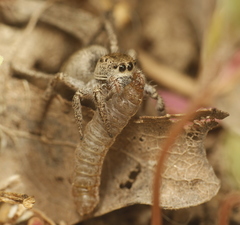 Habronattus klauseri