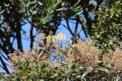 Didymopanax macrocarpus