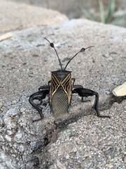 Pachylis neocalifornicus