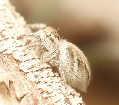 Habronattus klauseri