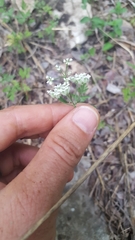 Spermolepis echinata