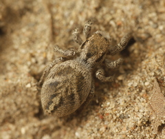 Habronattus klauseri