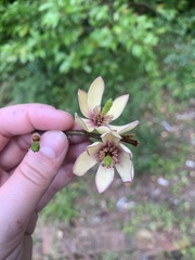 Magnolia figo