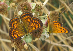 Lycaena 'canterbury common copper'