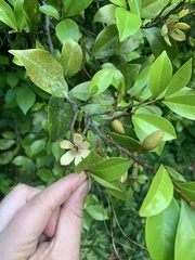 Magnolia figo