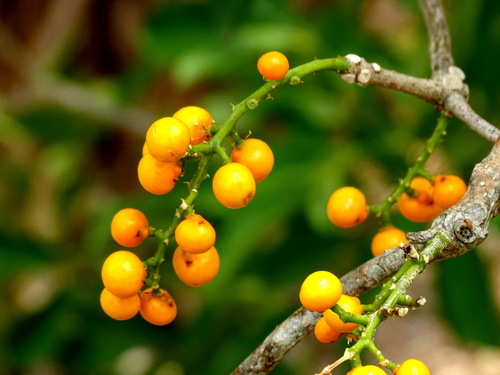 Bastard Dogwood (Forchhammeria trifoliata)