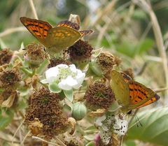 Lycaena 'canterbury common copper'