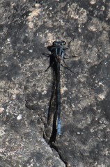 Pseudagrion furcigerum